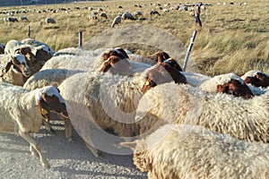 herd of sheep walking along roadside
