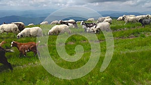 Herd of sheep walking into Carpathians mountain. Ecological cheese, grass. Ukraine.