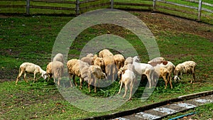 Herd of sheep walking on a green meadow