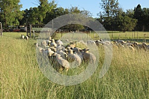 A herd of sheep walking in two rows through a long grass field