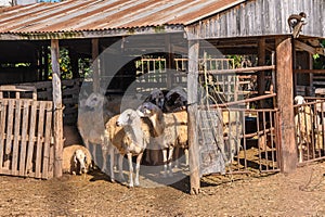 herd of sheep walks freely on a farm on a sunny day, eco farm concept1