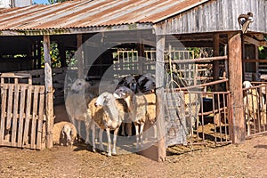 herd of sheep walks freely on a farm on a sunny day, eco farm concept2