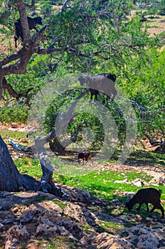Herd of sheep which is grazed on trees in mountains photo