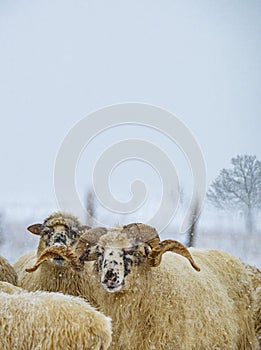 Herd of sheep in winter landscape