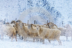 herd of sheep in winter landscape