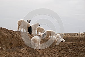 Herd of sheeps