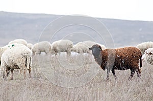 Herd of sheeps