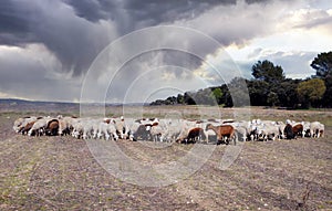 herd of sheeps