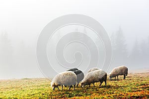 Herd of sheeps in spring mountains