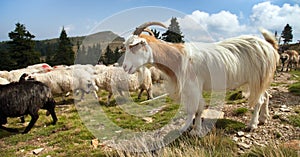 Herd of sheeps and goats in alps