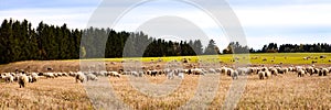 Herd of sheeps and goats on a field, Panorama