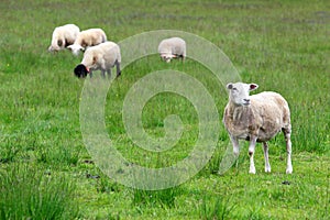 Herd of sheeps on green meadow