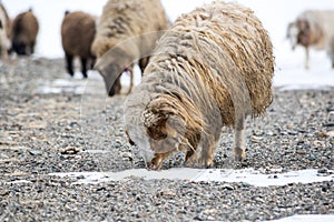 Herd of sheeps in Kurai steppe