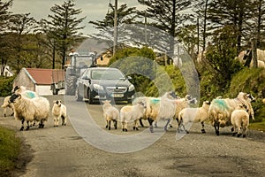 Flock of sheeps interrupting the traffic. Ireland