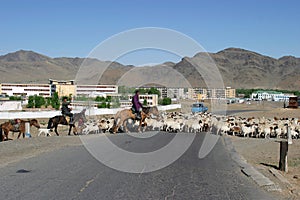 Herd of sheeps in Mongolia