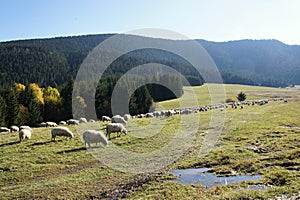 Herd of sheeps near Prosiecka valley, Liptov