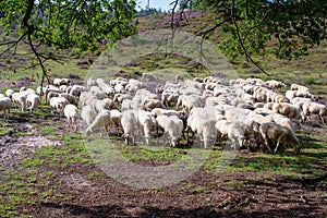 Herd of sheeps on purple and violet heather