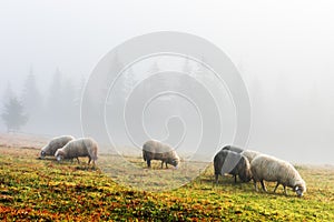 Herd of sheeps in spring mountains