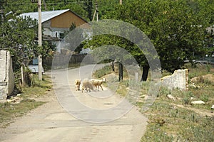 Herd of sheeps standing on the rural street. Dirt road, buildings of houses. Shyrokoe village, Crimea