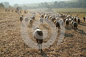 Herd of sheeps walking on a field