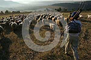 Herd of sheeps walking on a field
