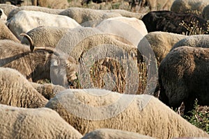Herd of sheeps walking on a field