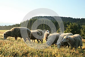 Herd of sheeps â€“ Skudde