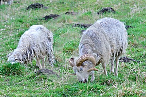 A herd of Skudde in spring