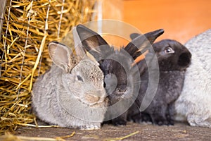 Herd of small gray bunnies in the hutch with hay