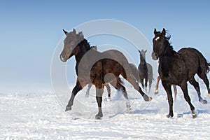 Herd in snow