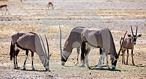 Herd of South African oryxes eating grass in arid pasture