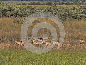 Herd Southern lechwe, Kobus leche, in tall grass, at Lake Horseshoe in Bwabwata, Namibia