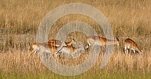 Herd of southern red lechwe, Namibia Africa safari wildlife