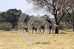 Herd of Southern Reticulated Giraffes