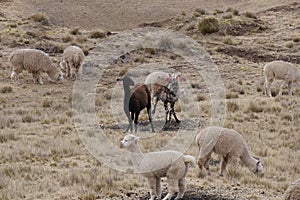 A herd of speckled llama Q\'ara and white alpaca huancaya grazing in yellow grasslands. Location: Peruvian rural highlands photo