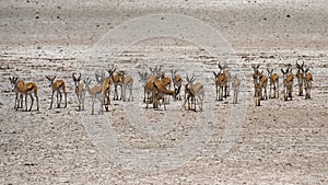 Herd of Spingbok