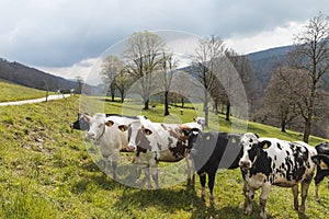 Herd of spotted cows surrounded by nature in the Swiss Alps, in the Canton of Jura