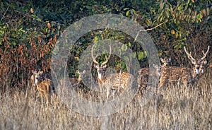 Herd of spotted deer