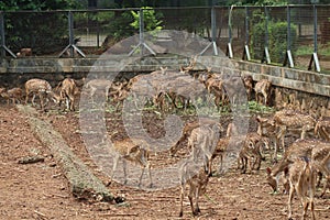 A herd of spotted deer in arid land eating grass