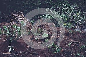 herd of spotted deer in the forest