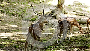 Herd of spotted deer at zoo