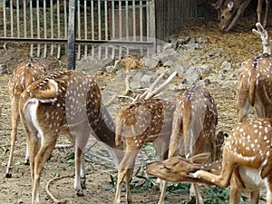 Herd of Spotted Deers.