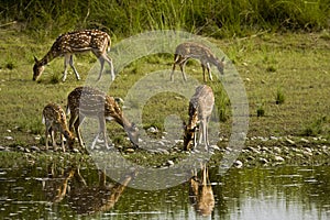 Herd of spotted deers drinking water in the riverbank, Bardia, Nepal