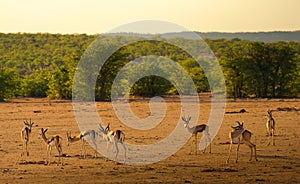 Herd of springbok antelopes photographed at sunset in Namibia
