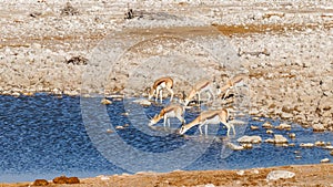 A herd of springbok Antidorcas Marsupialis drinking at the Okaukuejo waterhole, Etosha National Park, Namibia.