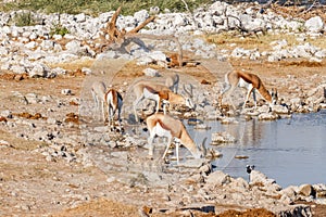 A herd of springbok  Antidorcas Marsupialis drinking at the Okaukuejo waterhole, Etosha National Park, Namibia.