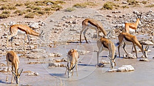 A herd of springbok ( Antidorcas Marsupialis) drinking at a waterhole, Etosha National Park, Namibia.