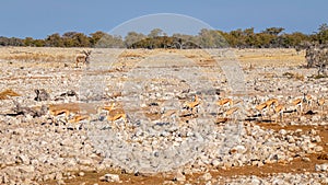 A herd of springbok  Antidorcas Marsupialis, Etosha National Park, Namibia.