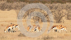 A herd of springbok  Antidorcas Marsupialis grazing, Etosha National Park, Namibia.