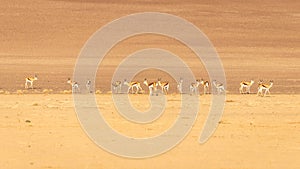 Herd of springbok  Antidorcas marsupialis, Sossusvlei, Namibia.